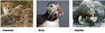 National Geographic Kids:  Animals 